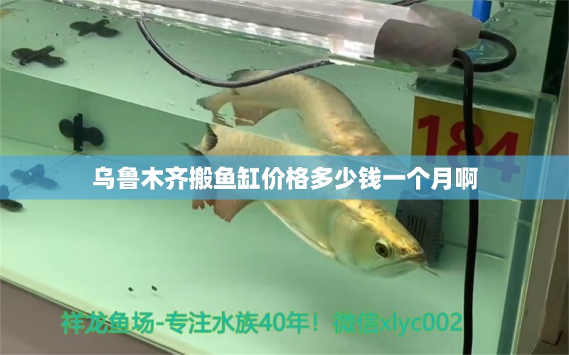 烏魯木齊搬魚(yú)缸價(jià)格多少錢(qián)一個(gè)月啊 祥龍魚(yú)場(chǎng)