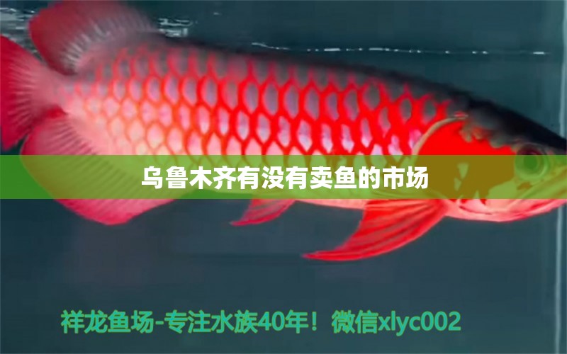 烏魯木齊有沒有賣魚的市場 觀賞魚