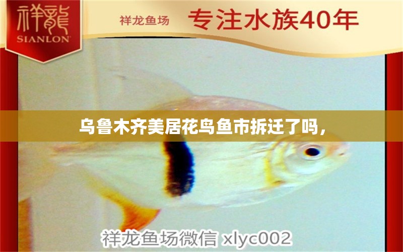 烏魯木齊美居花鳥魚市拆遷了嗎， 虎紋銀版魚