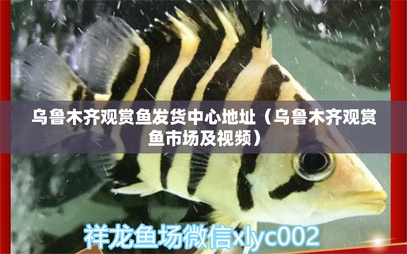 烏魯木齊觀賞魚發(fā)貨中心地址（烏魯木齊觀賞魚市場及視頻） 恐龍王魚 第1張