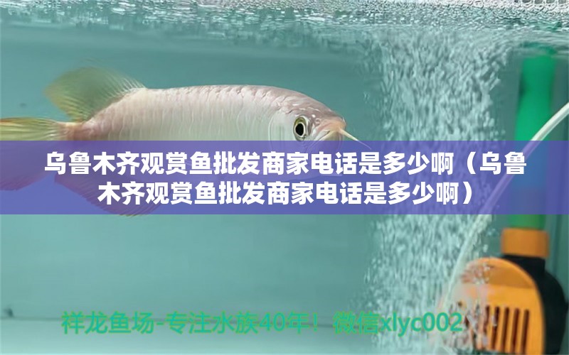 烏魯木齊觀賞魚批發(fā)商家電話是多少?。豸斈君R觀賞魚批發(fā)商家電話是多少啊）