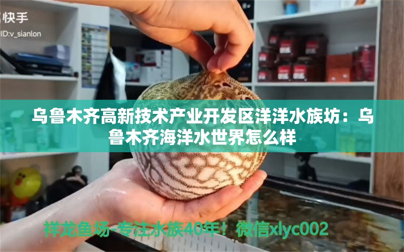 烏魯木齊高新技術(shù)產(chǎn)業(yè)開發(fā)區(qū)洋洋水族坊：烏魯木齊海洋水世界怎么樣 全國水族館企業(yè)名錄