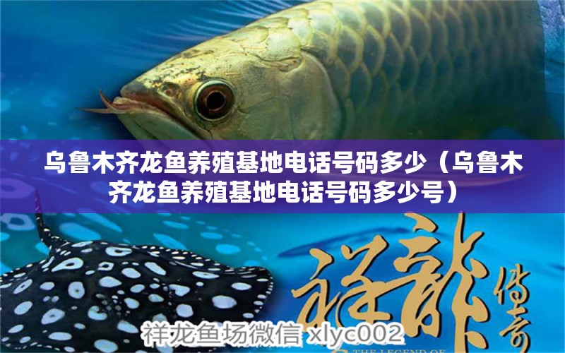 烏魯木齊龍魚養(yǎng)殖基地電話號碼多少（烏魯木齊龍魚養(yǎng)殖基地電話號碼多少號）