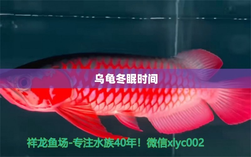 烏龜冬眠時(shí)間 薩伊藍(lán)魚 第2張