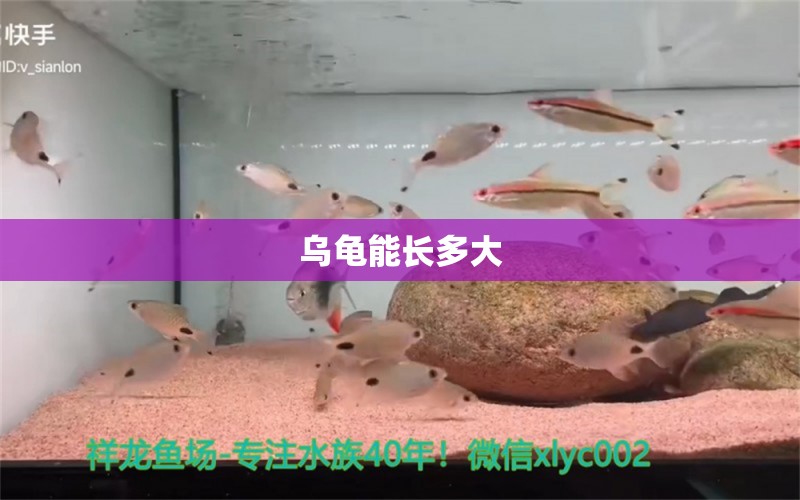 烏龜能長多大 黑白雙星魚 第2張