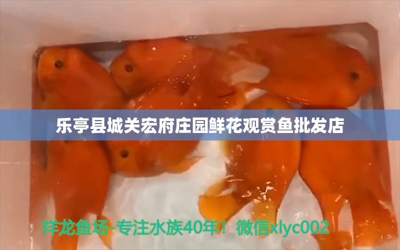 樂(lè)亭縣城關(guān)宏府莊園鮮花觀賞魚(yú)批發(fā)店 觀賞魚(yú)批發(fā)