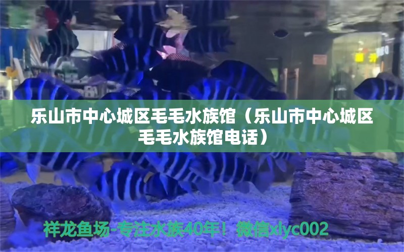 樂山市中心城區(qū)毛毛水族館（樂山市中心城區(qū)毛毛水族館電話）