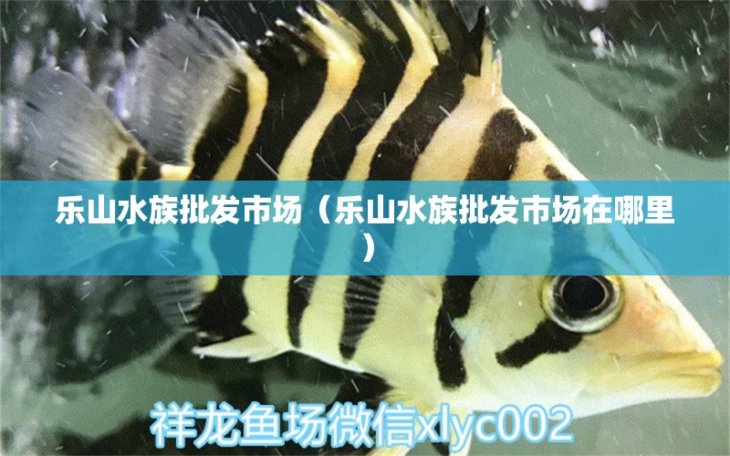 樂山水族批發(fā)市場（樂山水族批發(fā)市場在哪里） 觀賞魚水族批發(fā)市場