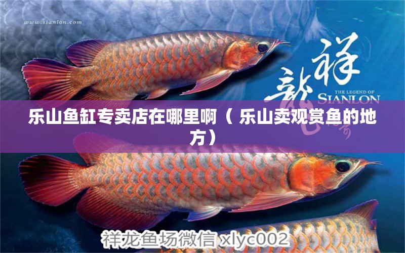 樂山魚缸專賣店在哪里?。?樂山賣觀賞魚的地方）