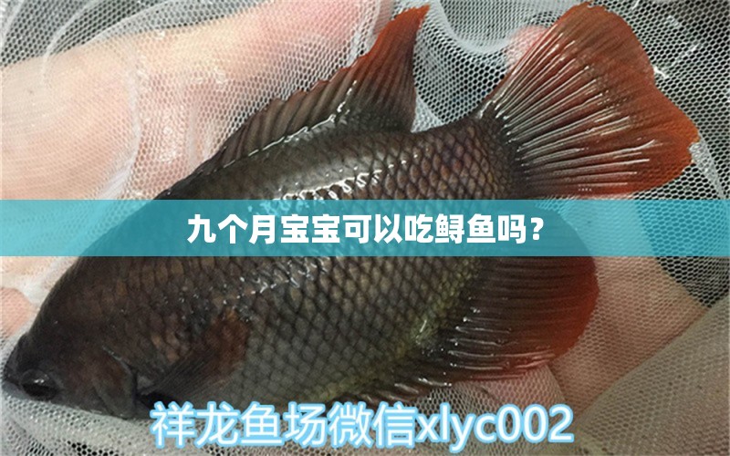 九個月寶寶可以吃鱘魚嗎？ 觀賞魚