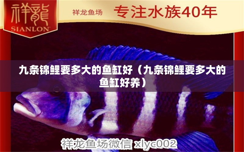 九條錦鯉要多大的魚(yú)缸好（九條錦鯉要多大的魚(yú)缸好養(yǎng)）