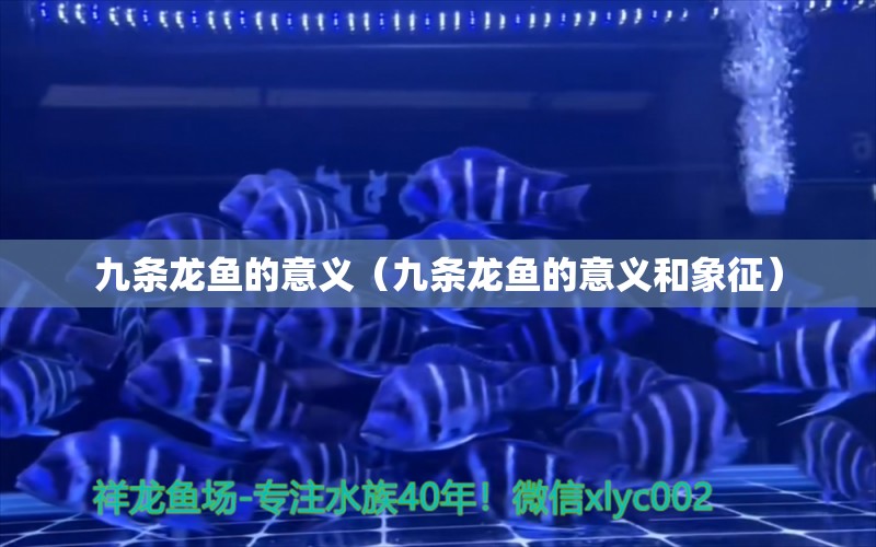 九條龍魚的意義（九條龍魚的意義和象征）