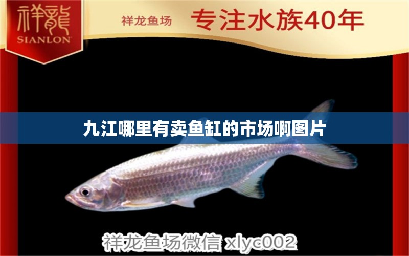 九江哪里有賣魚缸的市場啊圖片 祥龍魚場