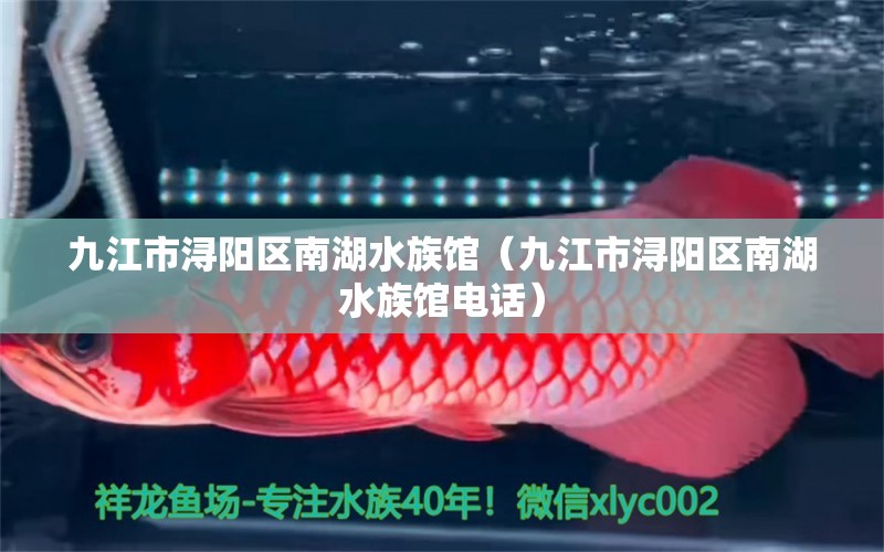 九江市潯陽區(qū)南湖水族館（九江市潯陽區(qū)南湖水族館電話） 全國水族館企業(yè)名錄