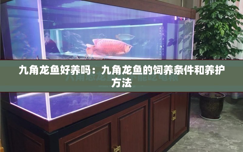 九角龍魚好養(yǎng)嗎：九角龍魚的飼養(yǎng)條件和養(yǎng)護(hù)方法 水族問答