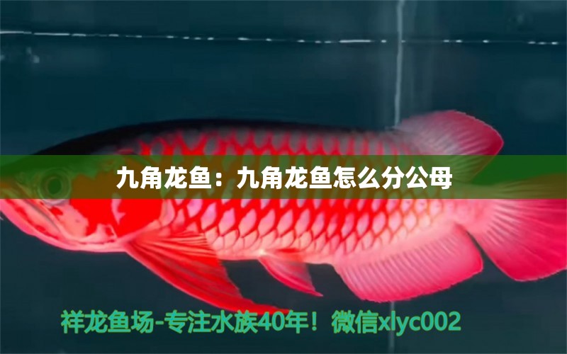 九角龍魚：九角龍魚怎么分公母