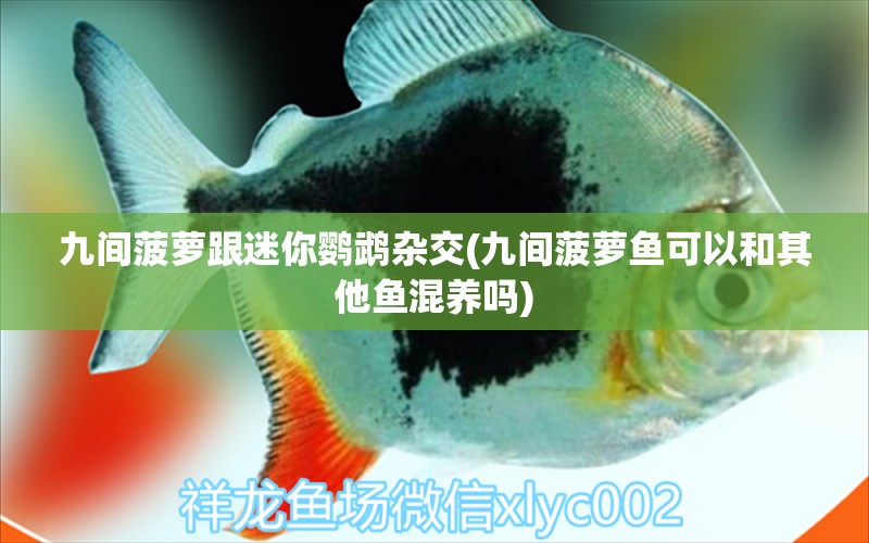 九間菠蘿跟迷你鸚鵡雜交(九間菠蘿魚可以和其他魚混養(yǎng)嗎) 鸚鵡魚 第2張