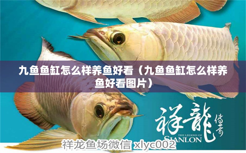 九魚(yú)魚(yú)缸怎么樣養(yǎng)魚(yú)好看（九魚(yú)魚(yú)缸怎么樣養(yǎng)魚(yú)好看圖片） 祥龍水族醫(yī)院