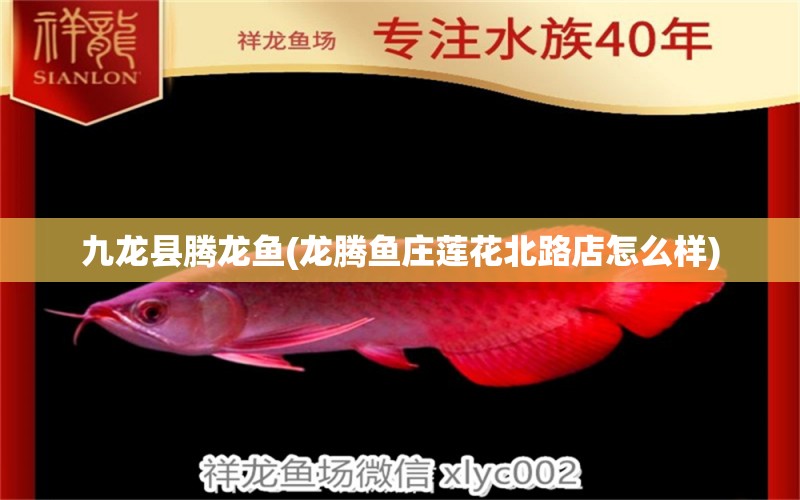 九龍縣騰龍魚(yú)(龍騰魚(yú)莊蓮花北路店怎么樣) 全國(guó)水族館企業(yè)名錄