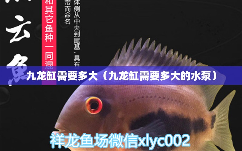 九龍缸需要多大（九龍缸需要多大的水泵） 廣州龍魚(yú)批發(fā)市場(chǎng)