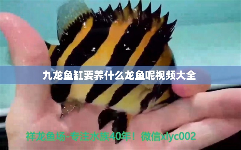 九龍魚缸要養(yǎng)什么龍魚呢視頻大全 