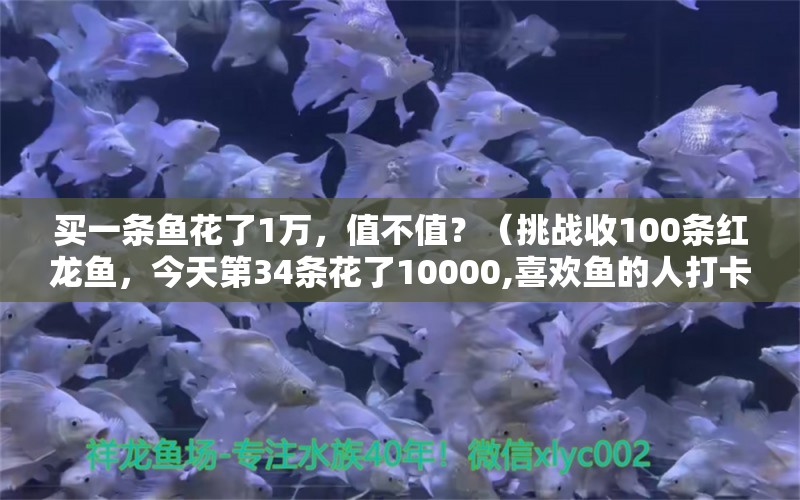 買一條魚花了1萬，值不值？（挑戰(zhàn)收100條紅龍魚，今天第34條花了10000,喜歡魚的人打卡） 觀賞魚論壇 第2張