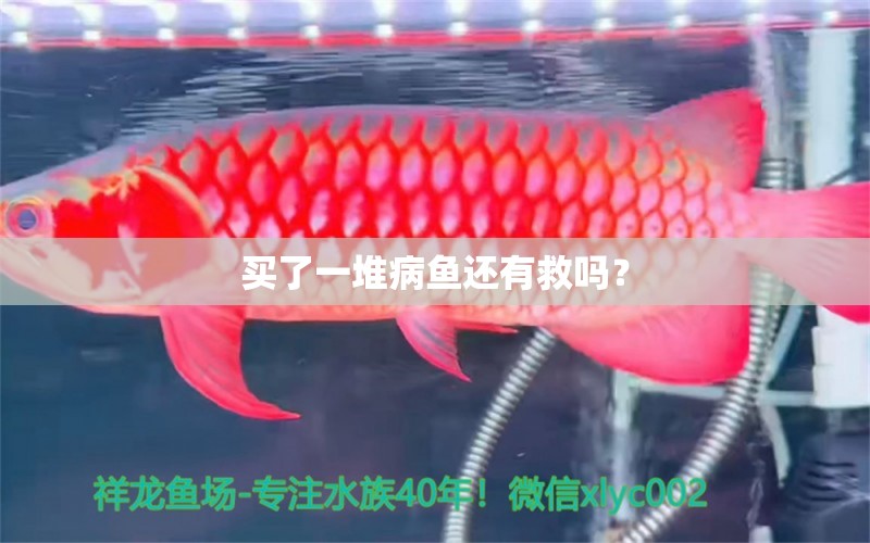 買了一堆病魚還有救嗎？ 龍魚疾病與治療 第2張