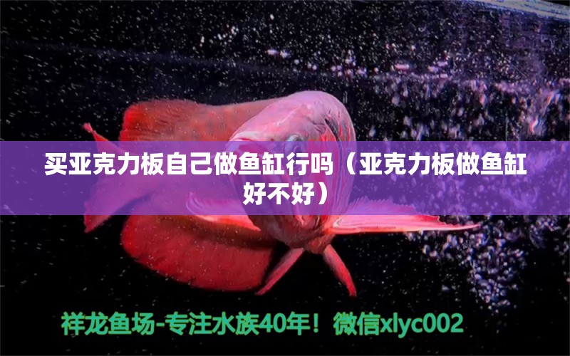 買亞克力板自己做魚缸行嗎（亞克力板做魚缸好不好）