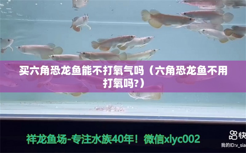 買六角恐龍魚能不打氧氣嗎（六角恐龍魚不用打氧嗎?） 廣州龍魚批發(fā)市場