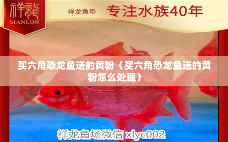 買六角恐龍魚送的黃粉（買六角恐龍魚送的黃粉怎么處理） 廣州龍魚批發(fā)市場(chǎng)