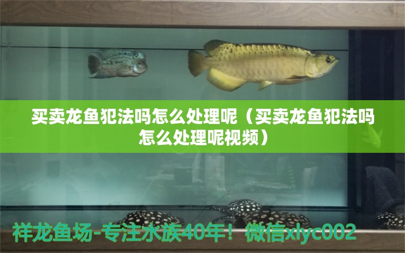 買賣龍魚犯法嗎怎么處理呢（買賣龍魚犯法嗎怎么處理呢視頻）