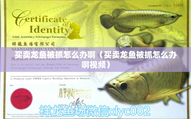 買賣龍魚被抓怎么辦啊（買賣龍魚被抓怎么辦啊視頻）