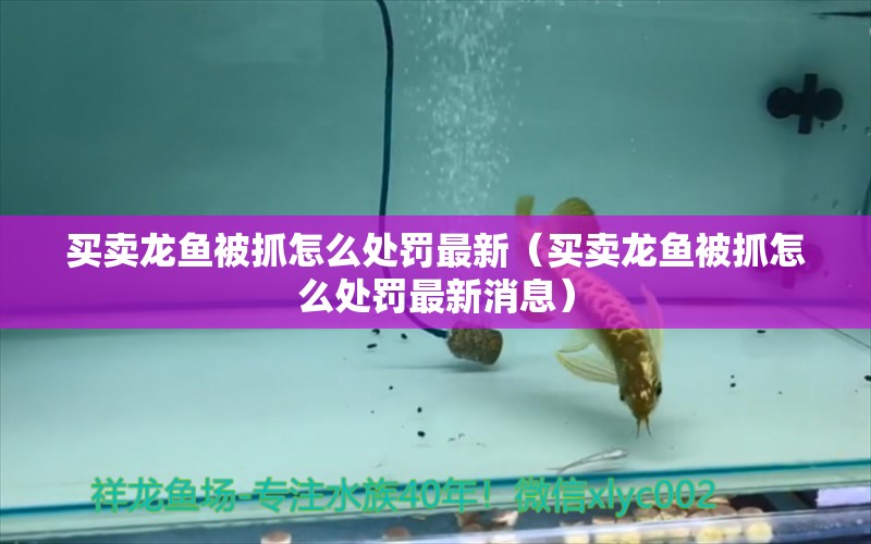 買賣龍魚被抓怎么處罰最新（買賣龍魚被抓怎么處罰最新消息）