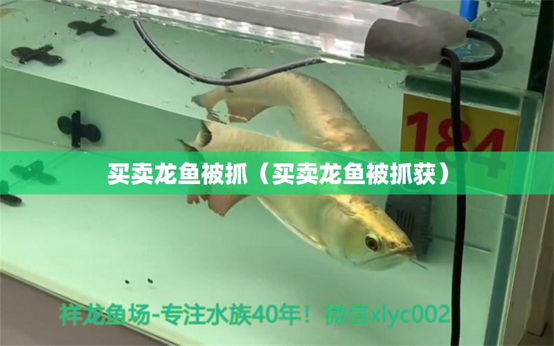 買賣龍魚被抓（買賣龍魚被抓獲） 網(wǎng)上購買觀賞魚