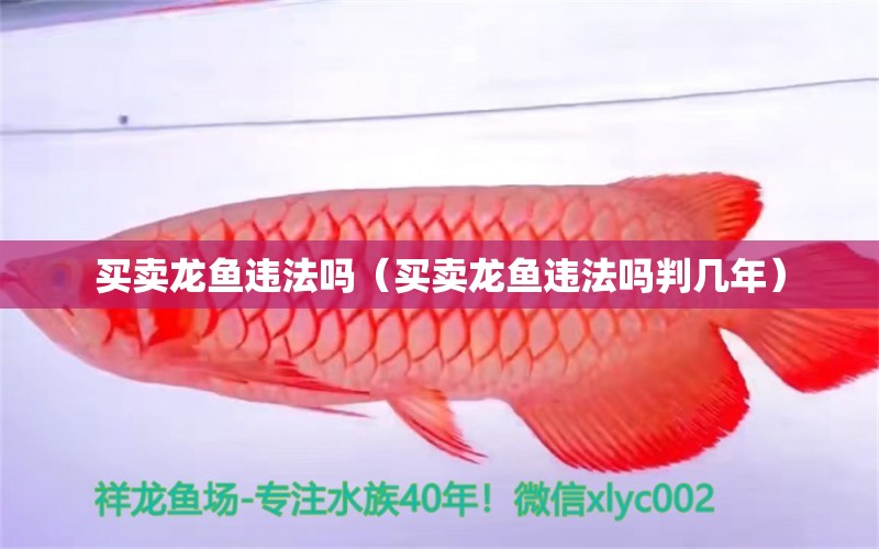 買賣龍魚違法嗎（買賣龍魚違法嗎判幾年）