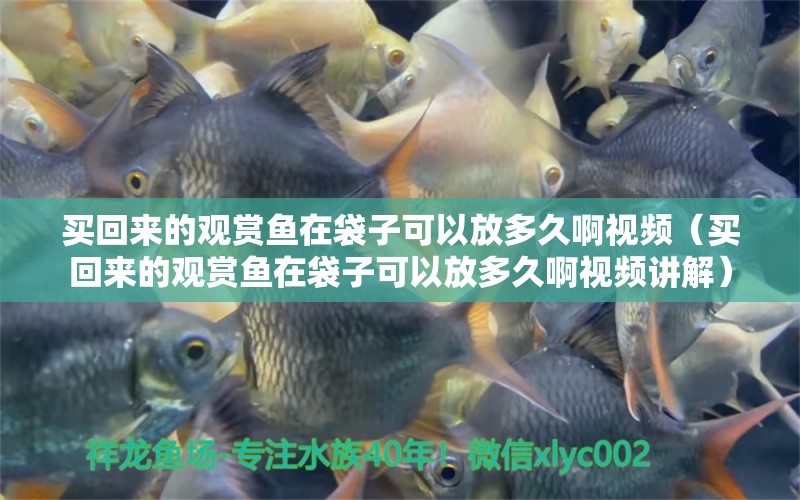 買(mǎi)回來(lái)的觀賞魚(yú)在袋子可以放多久啊視頻（買(mǎi)回來(lái)的觀賞魚(yú)在袋子可以放多久啊視頻講解） 觀賞魚(yú)市場(chǎng)（混養(yǎng)魚(yú)）