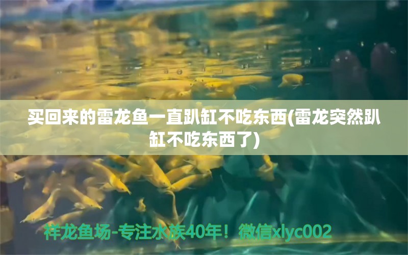 買回來的雷龍魚一直趴缸不吃東西(雷龍突然趴缸不吃東西了) 彩鰈魚缸（彩蝶魚缸）