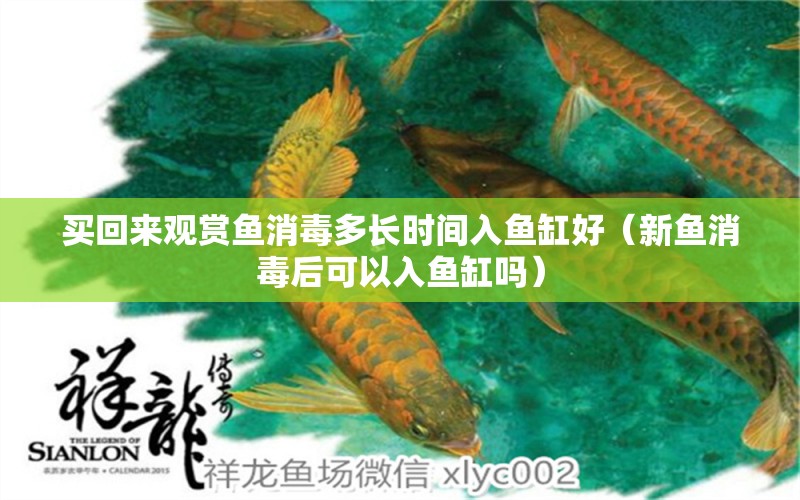 買回來觀賞魚消毒多長時間入魚缸好（新魚消毒后可以入魚缸嗎）