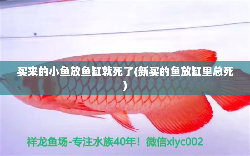 買來(lái)的小魚(yú)放魚(yú)缸就死了(新買的魚(yú)放缸里總死)