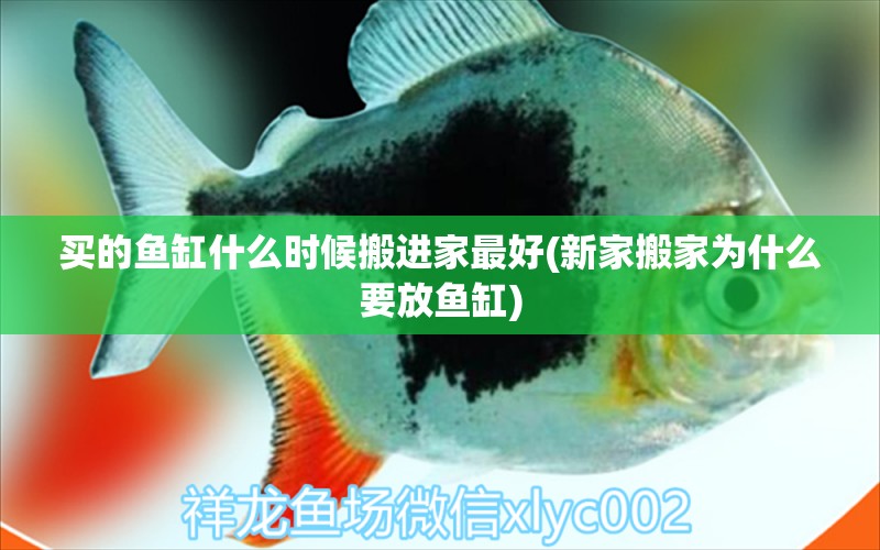 買(mǎi)的魚(yú)缸什么時(shí)候搬進(jìn)家最好(新家搬家為什么要放魚(yú)缸) 皇冠黑白魟魚(yú)