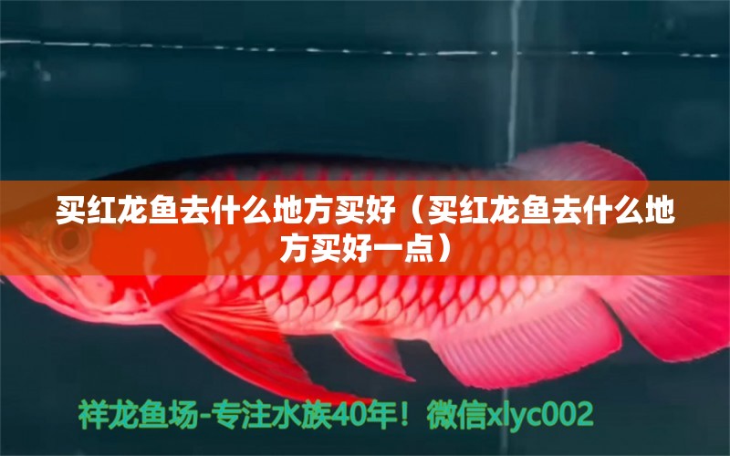 買紅龍魚去什么地方買好（買紅龍魚去什么地方買好一點）