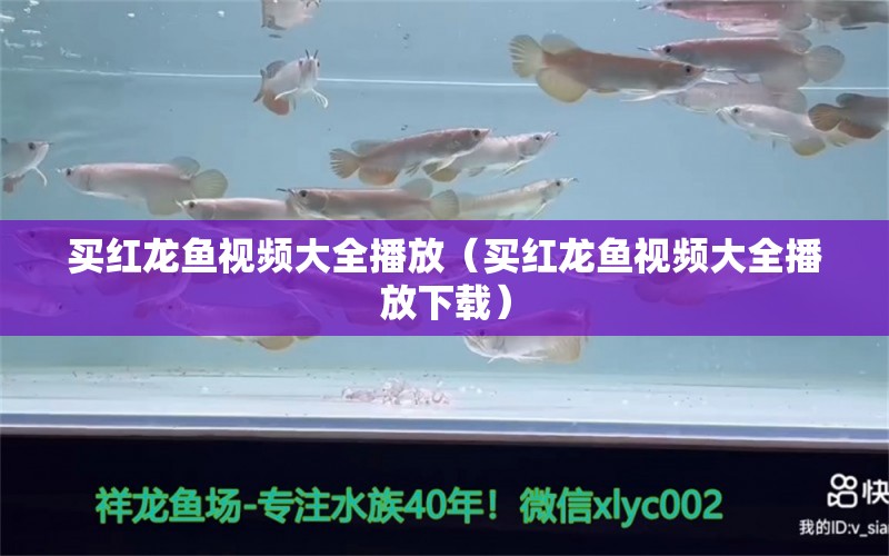 買紅龍魚視頻大全播放（買紅龍魚視頻大全播放下載） 龍魚百科