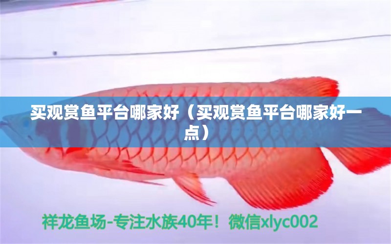 買觀賞魚平臺哪家好（買觀賞魚平臺哪家好一點）