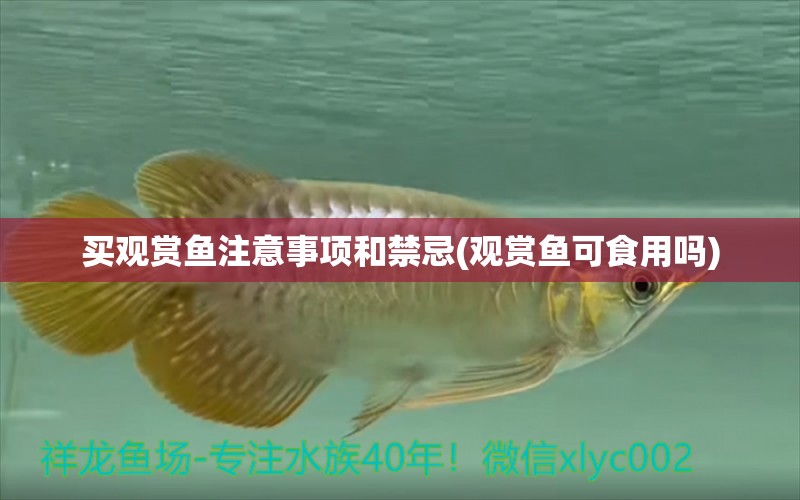 買觀賞魚注意事項和禁忌(觀賞魚可食用嗎) 黑金魟魚