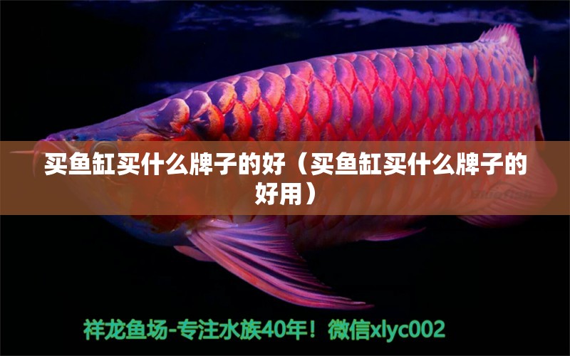 買魚缸買什么牌子的好（買魚缸買什么牌子的好用）