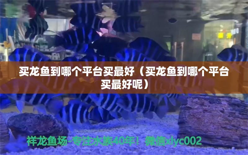 買龍魚(yú)到哪個(gè)平臺(tái)買最好（買龍魚(yú)到哪個(gè)平臺(tái)買最好呢） 網(wǎng)上購(gòu)買觀賞魚(yú)