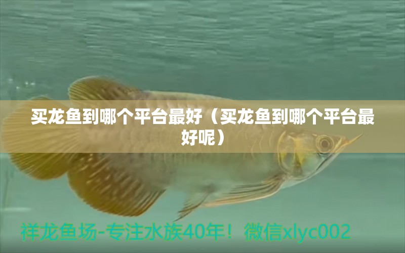 買龍魚到哪個平臺最好（買龍魚到哪個平臺最好呢） 祥龍水族醫(yī)院