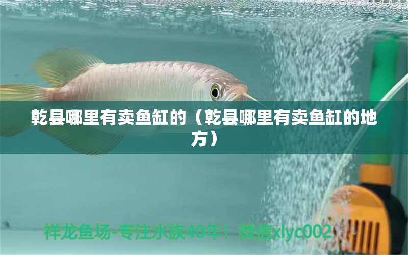 乾縣哪里有賣魚缸的（乾縣哪里有賣魚缸的地方） 紅尾平克魚