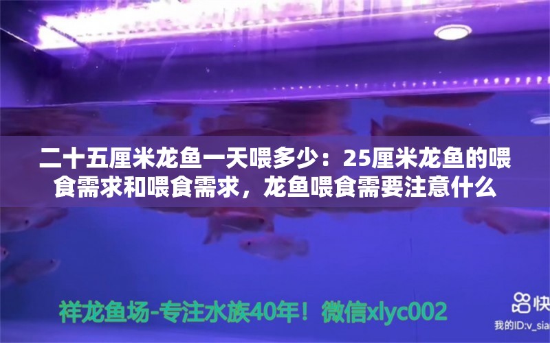 二十五厘米龍魚一天喂多少：25厘米龍魚的喂食需求和喂食需求，龍魚喂食需要注意什么 水族問答 第2張