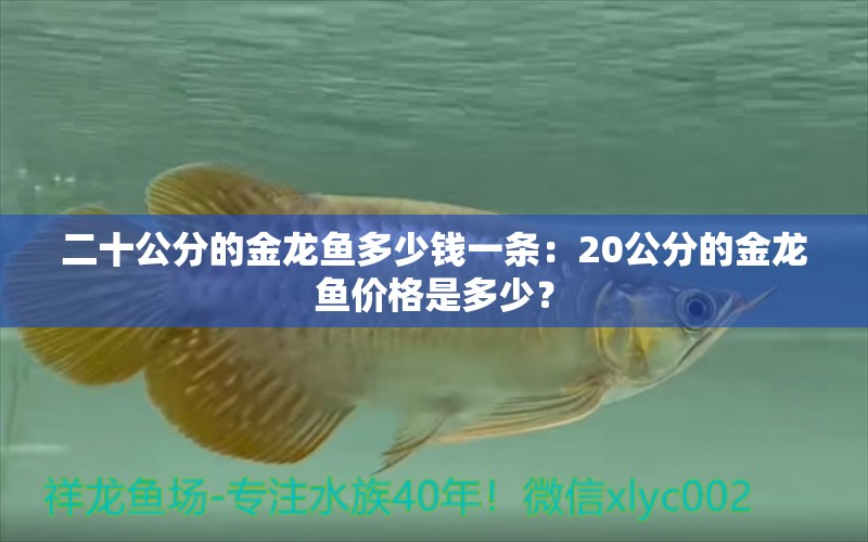 二十公分的金龍魚(yú)多少錢(qián)一條：20公分的金龍魚(yú)價(jià)格是多少？ 水族問(wèn)答 第1張